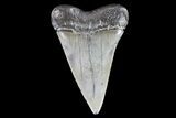 Large, Fossil Mako Shark Tooth - South Carolina #72829-1